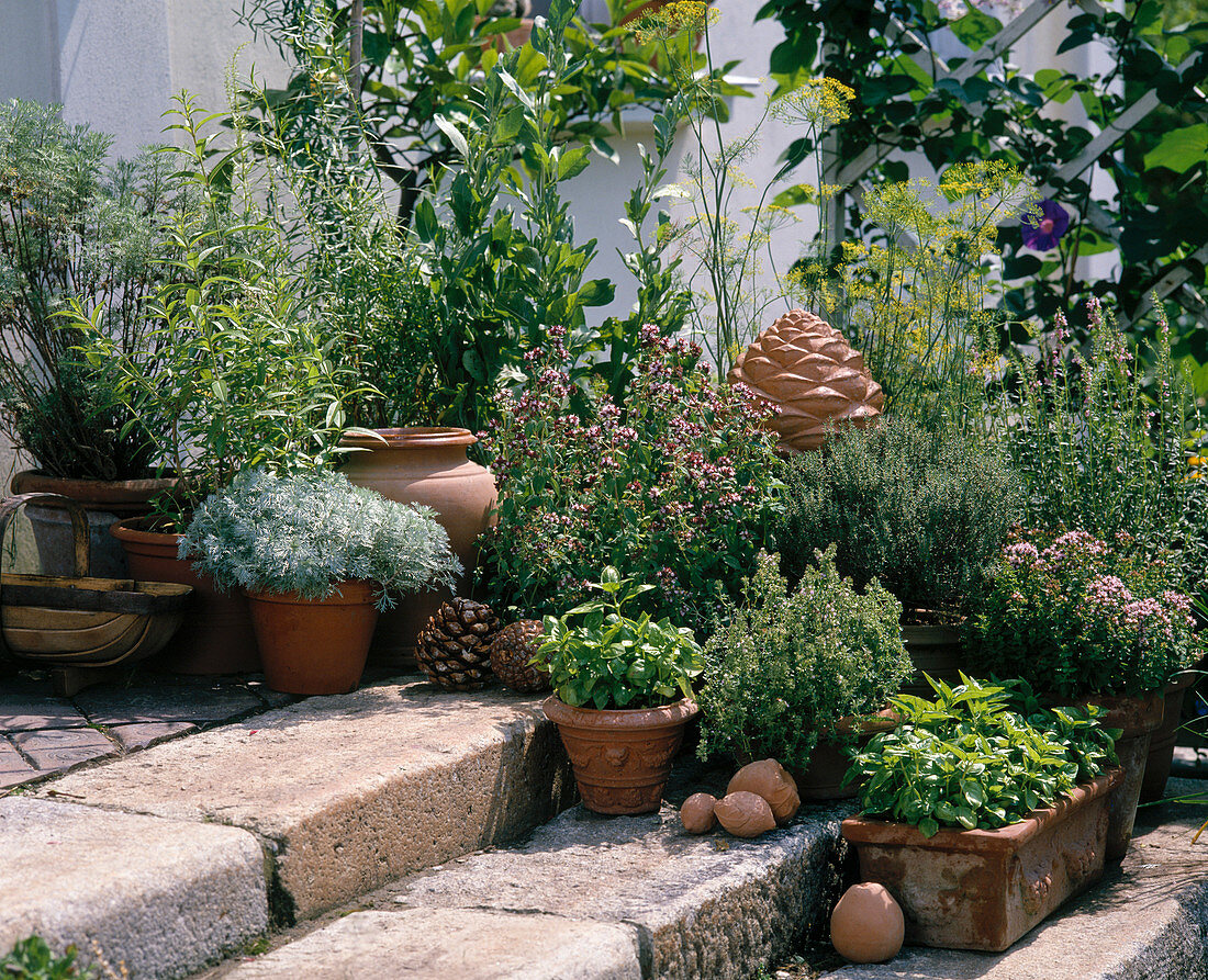 Terrace with herbs, basil, oregano, thyme