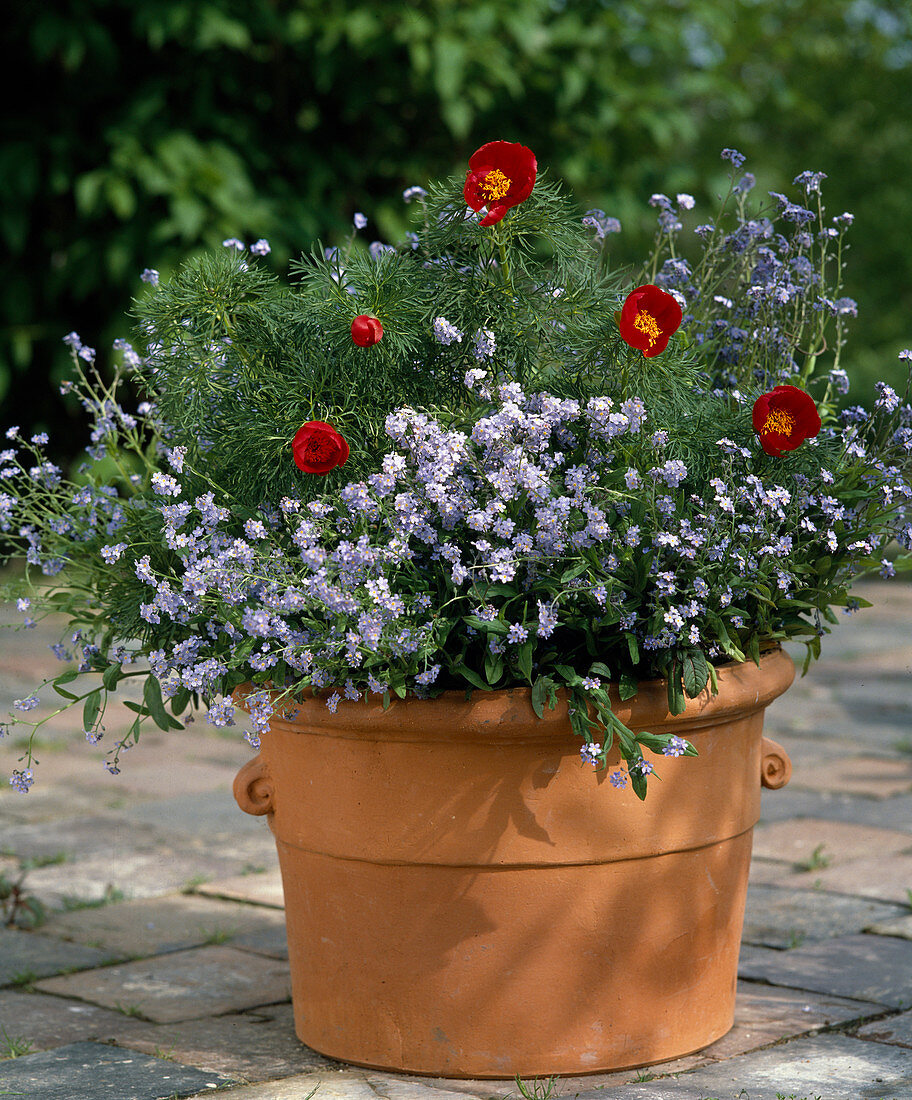 Myosotis und Paeonia tenuifolia