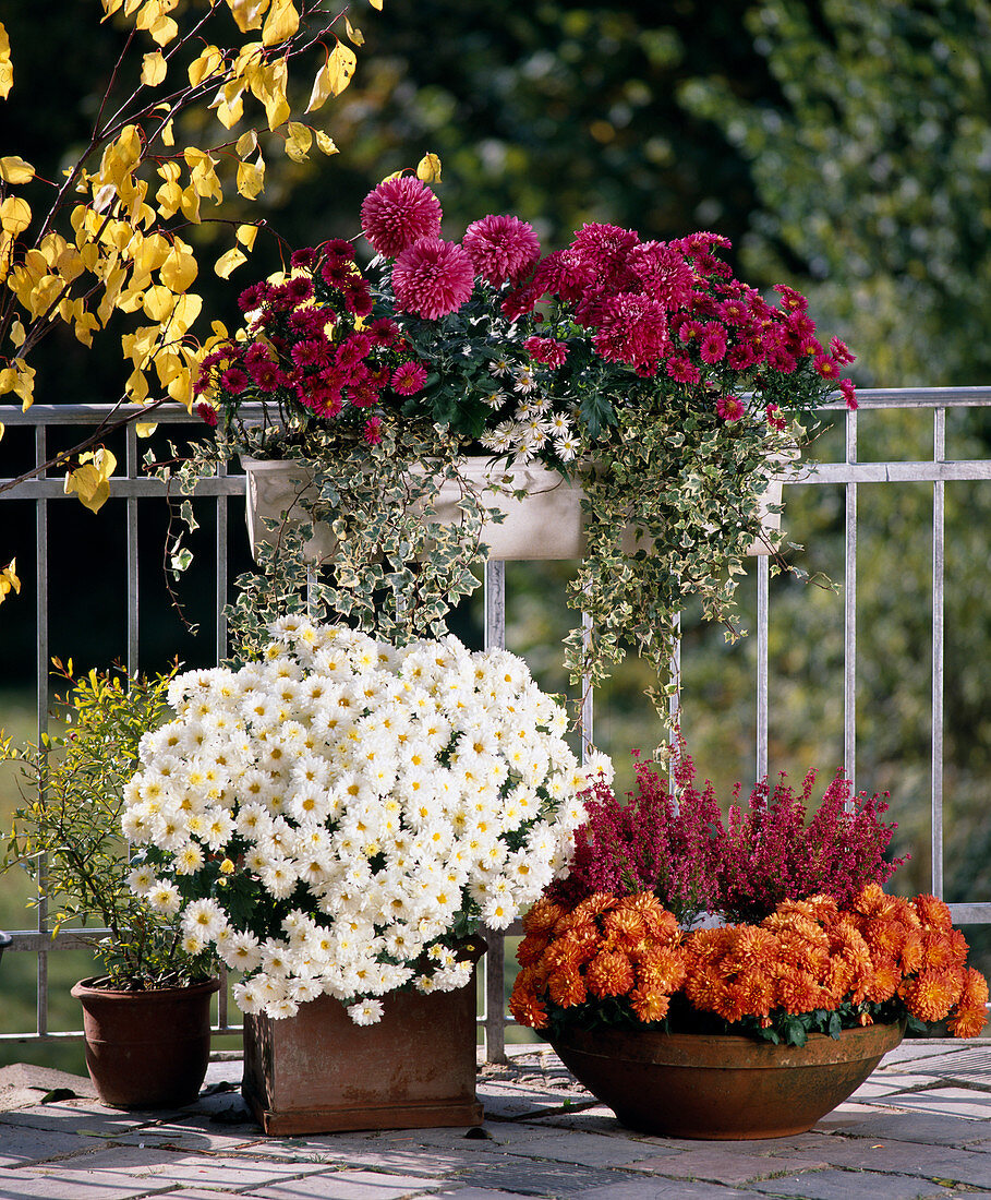 Balkon mit Chrysanthemum indicum