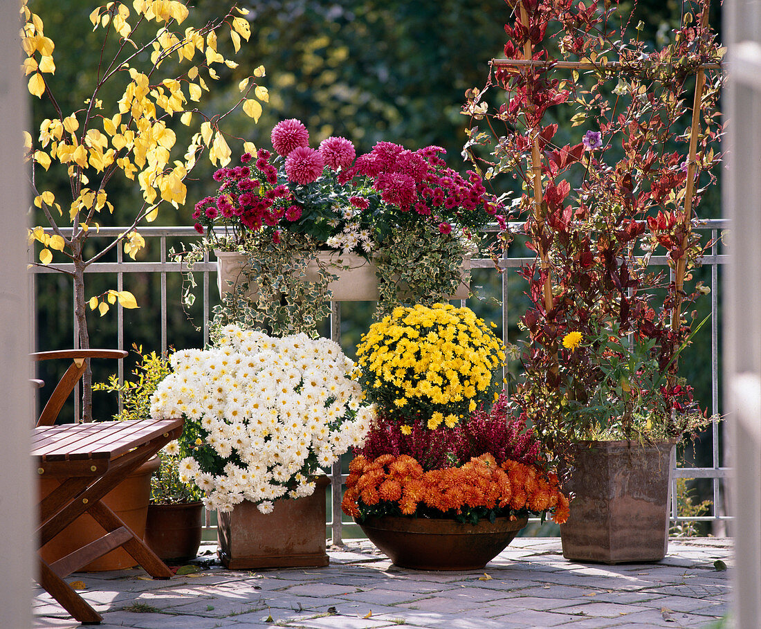 Herbstbalkon mit Chrysanthemen, Efe, und Erica