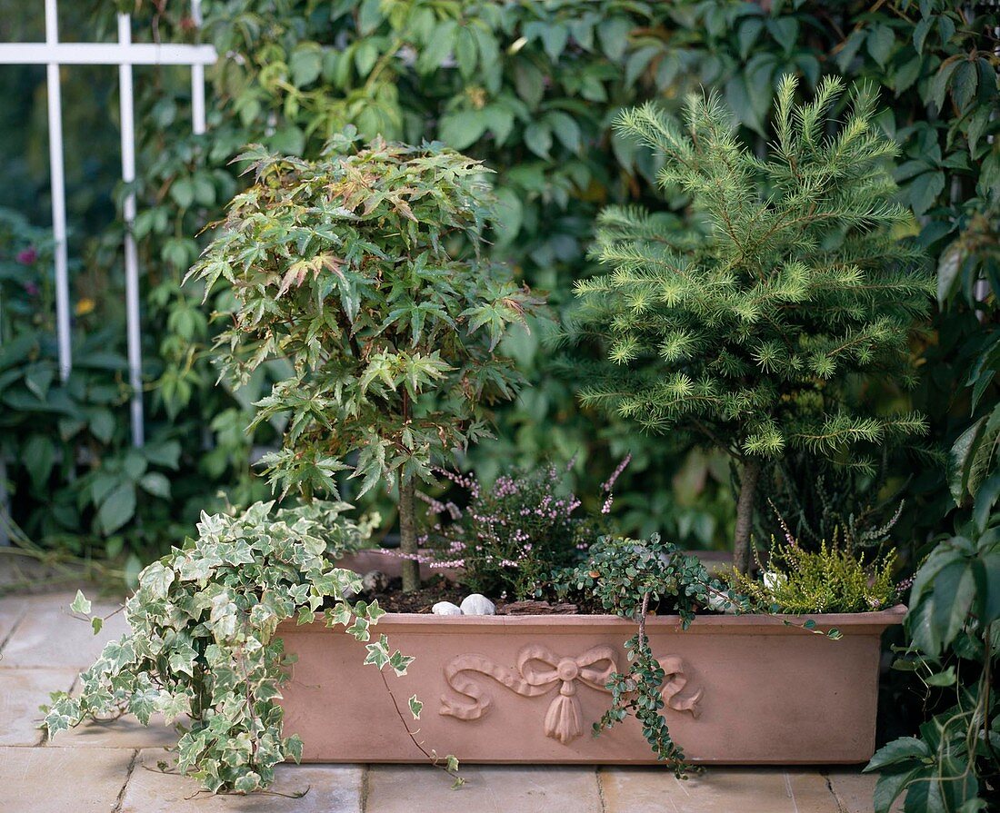 Hedera helix, Acer palmatum (Fächerahorn)