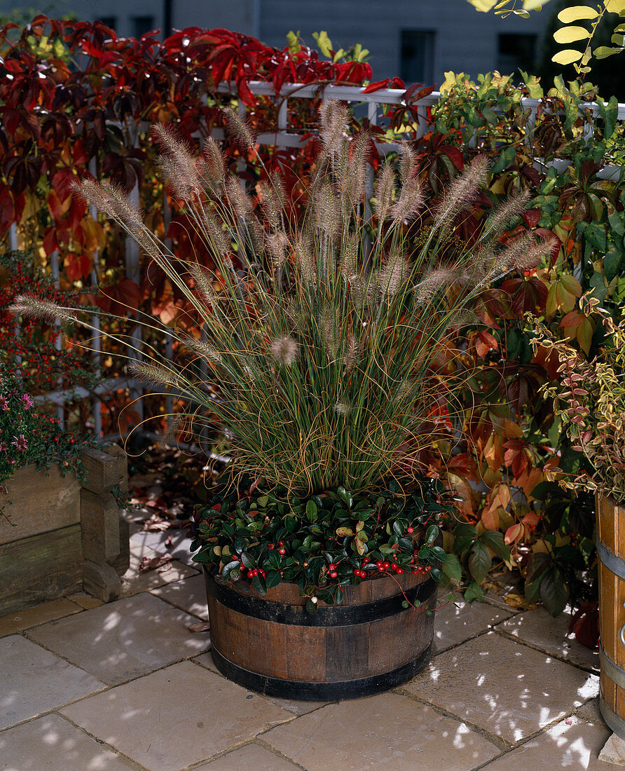 Pennisetum compressum (Federborstengras)