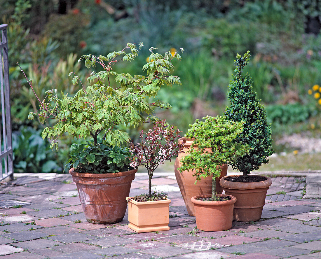 Kleingehölze (Parvulus), Acer, Prunus, Kiefer, Buxus