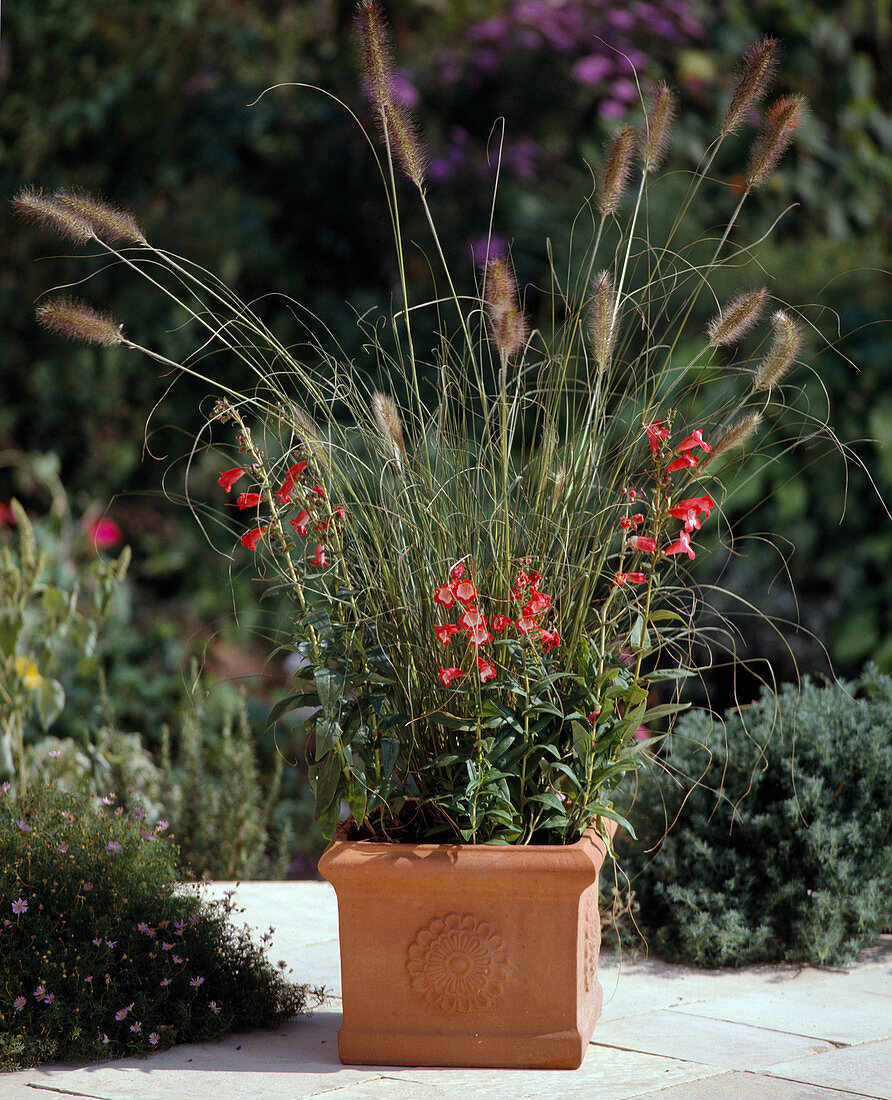 Pennisetum und Penstemon-Hybr. (Bartfaden)