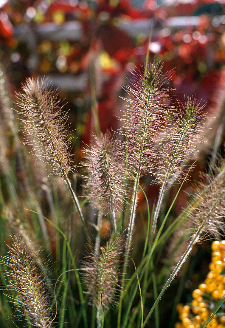 Pennisetum compressum