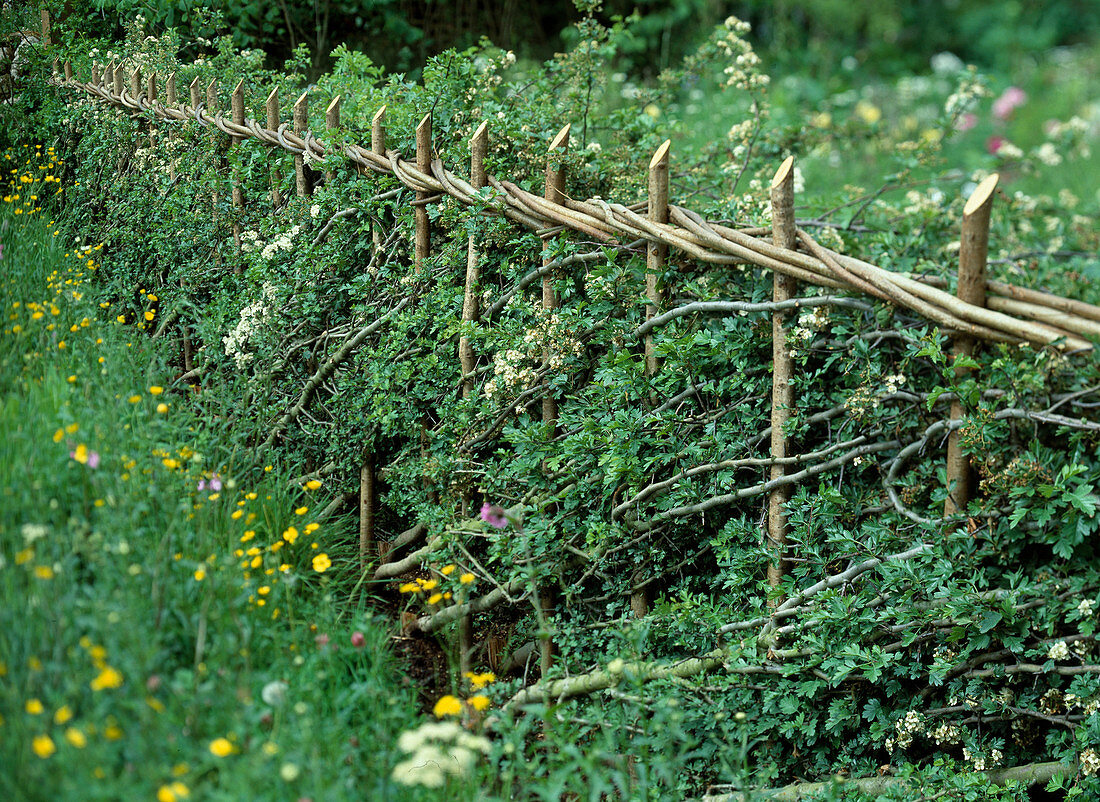 Flechtzaun aus Crataegus monogyna (Weißdorn)