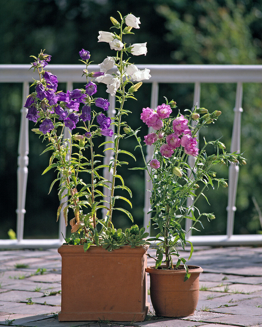 Campanula medium