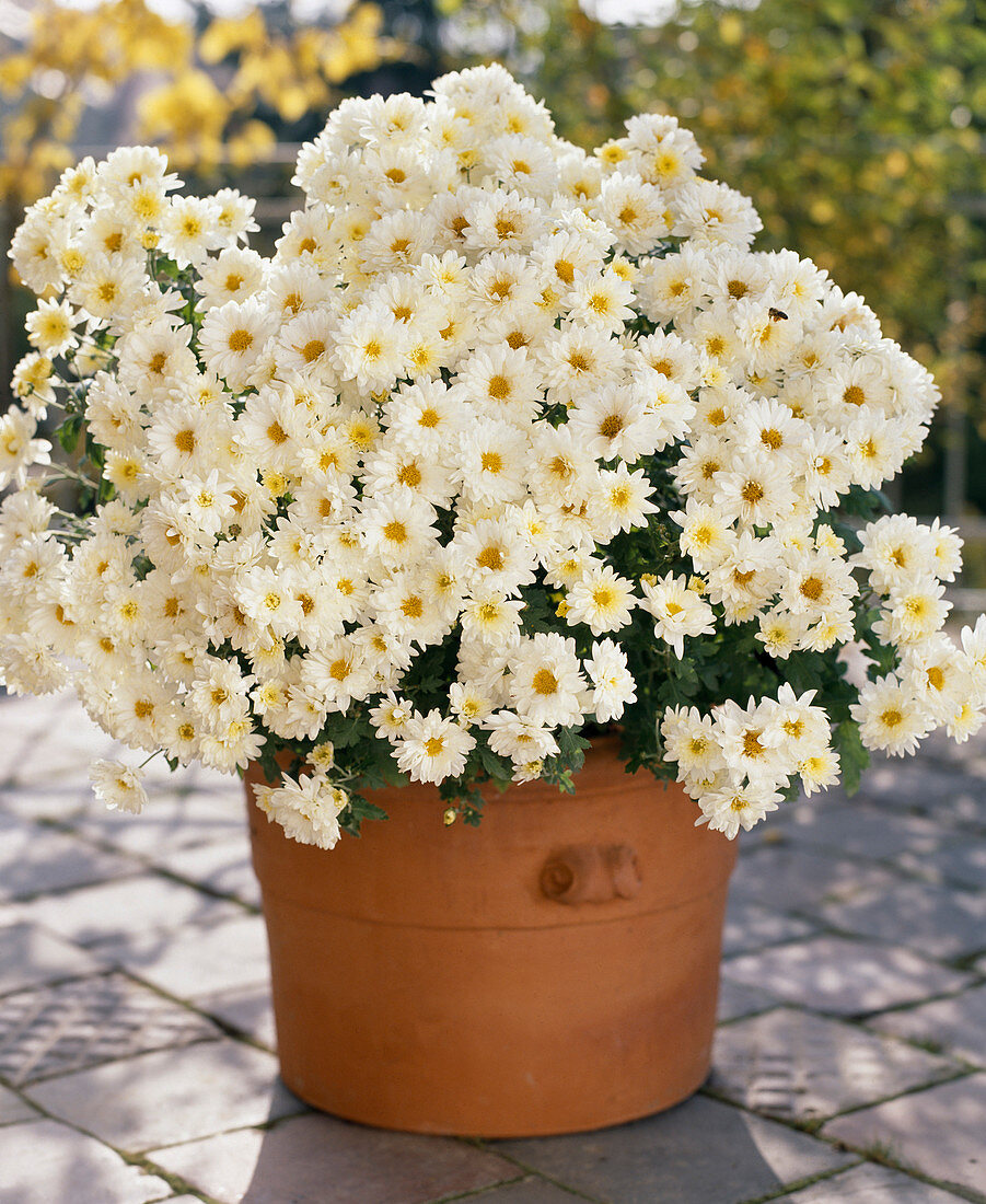 Chrysanthemum indicum, Herbstchrysantheme