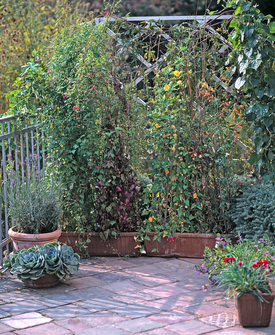 Privacy screen with annual climbing plants