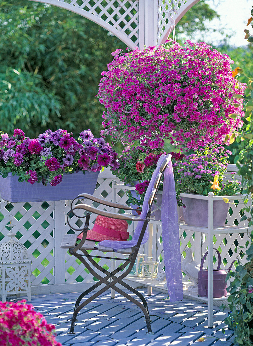 Phlox Intensia 'Lavender Glow' (Summer phlox)