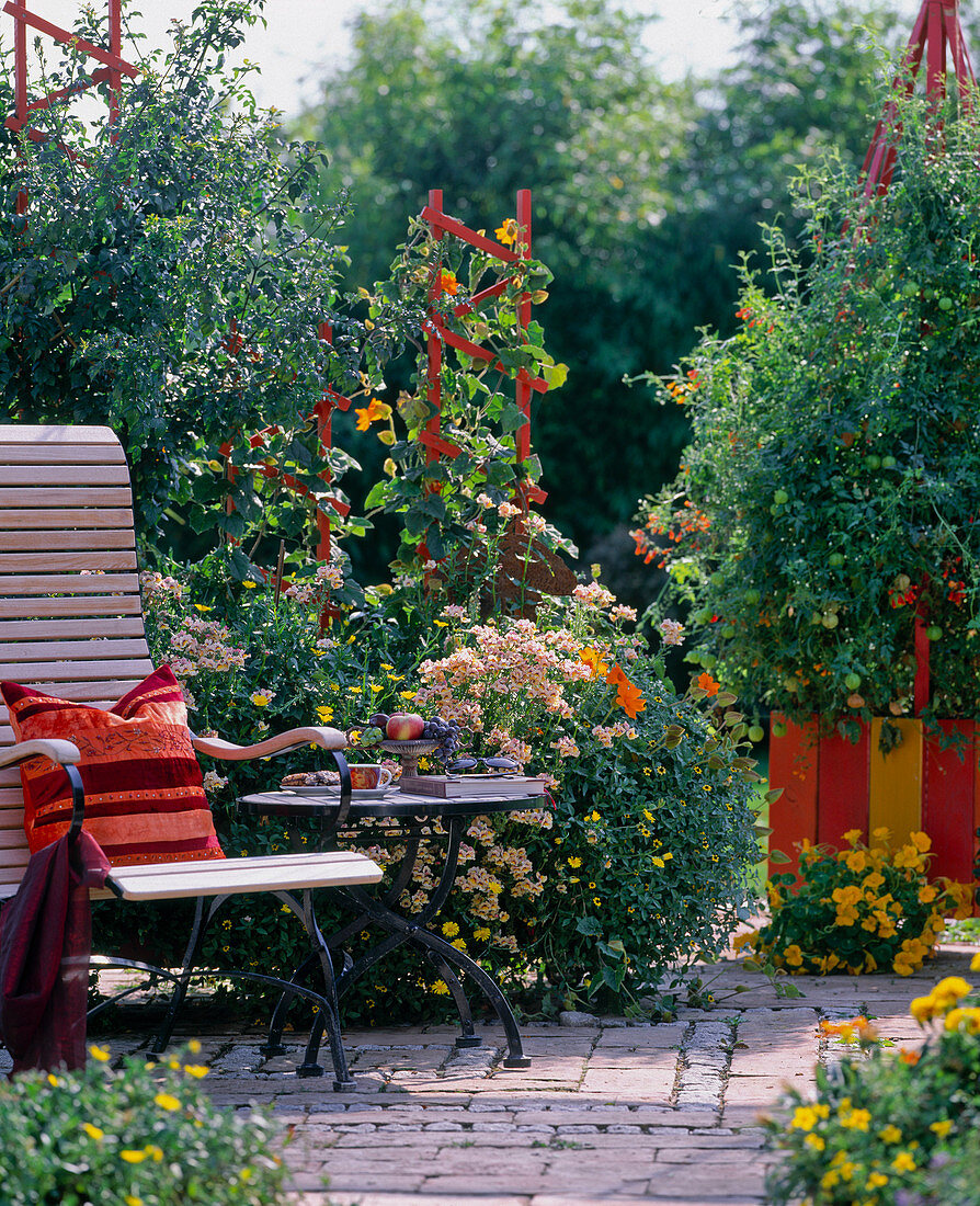 Container with climbing palisade painted orange, Sanvitalia