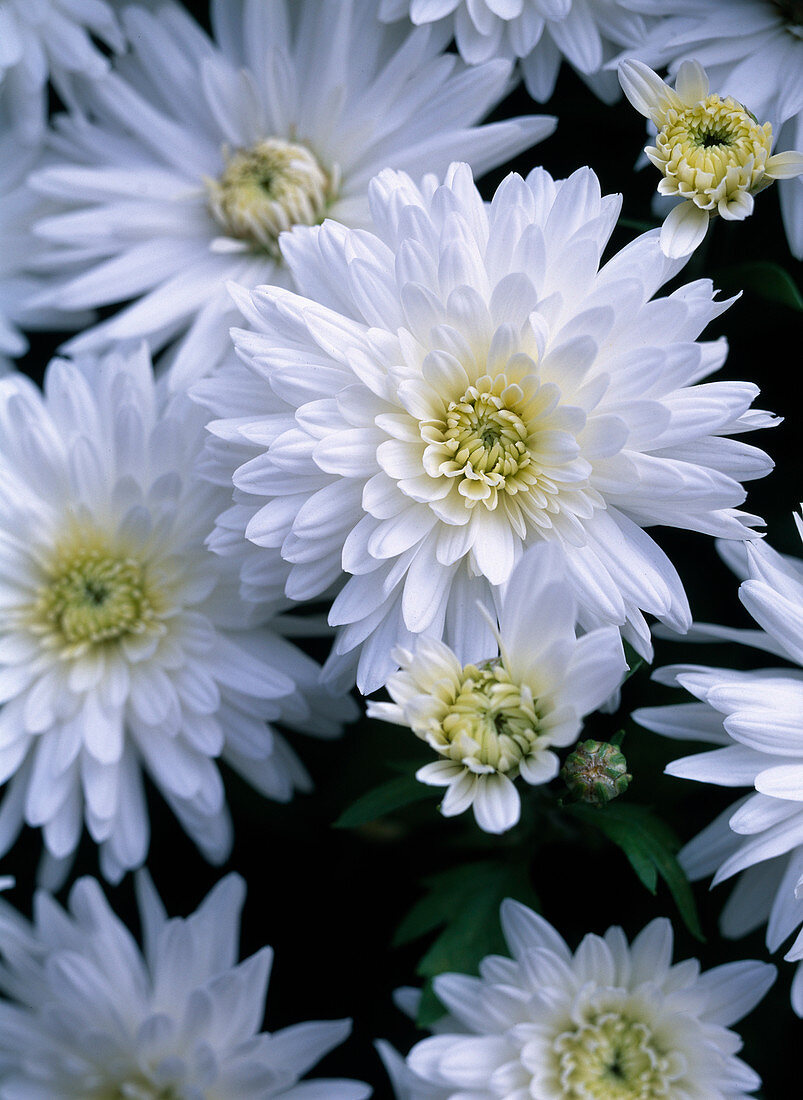 Chrysanthemum indicum 'Dreamstar Artemis'