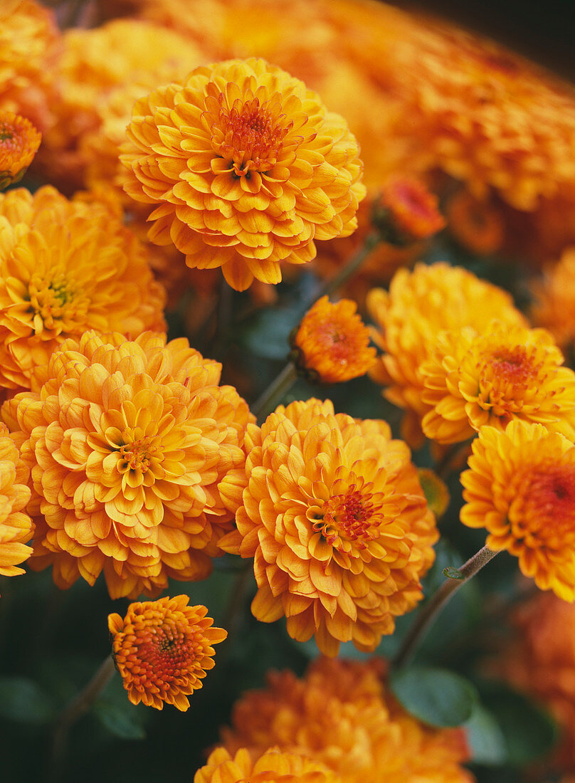 Chrysanthemum indicum 'Balsa'