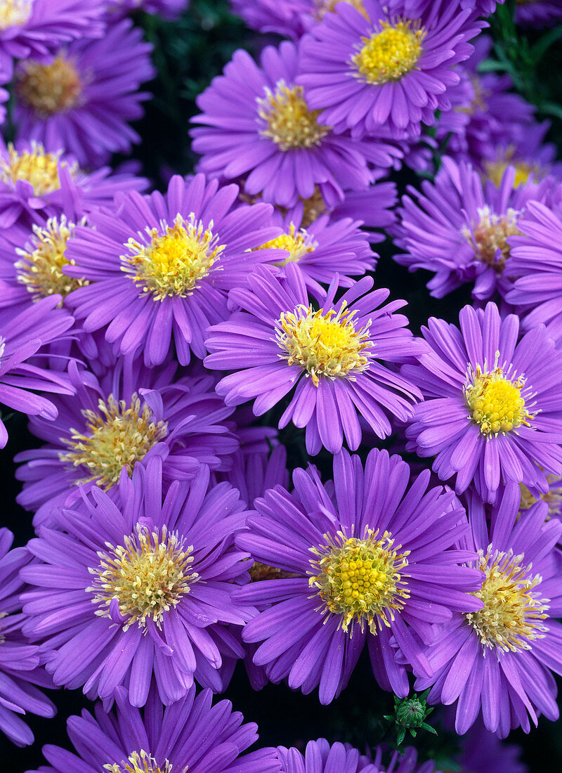 Aster dumosus 'Sapphire'