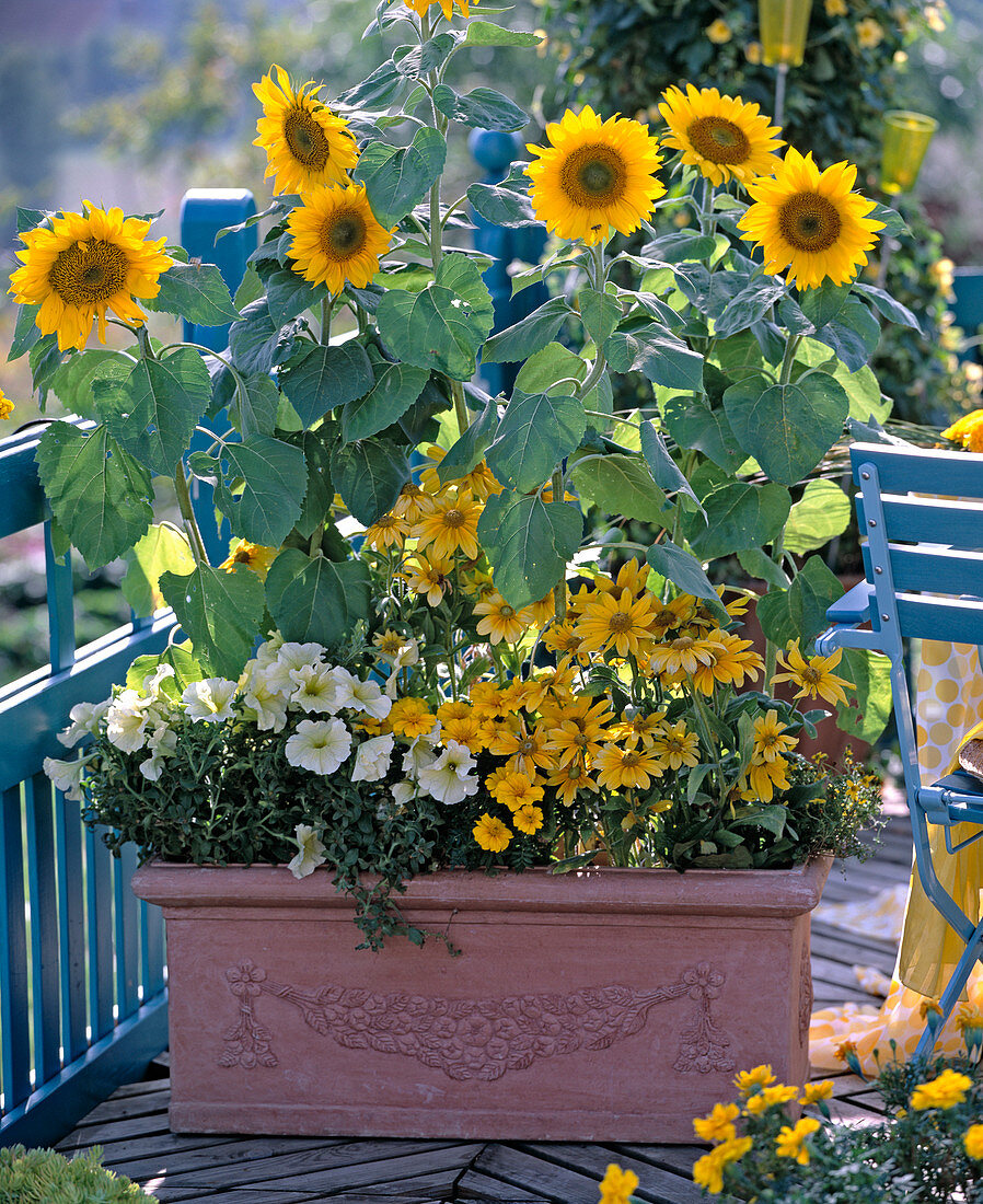 Helianthus annuus (sunflower), Petunia grandiflora