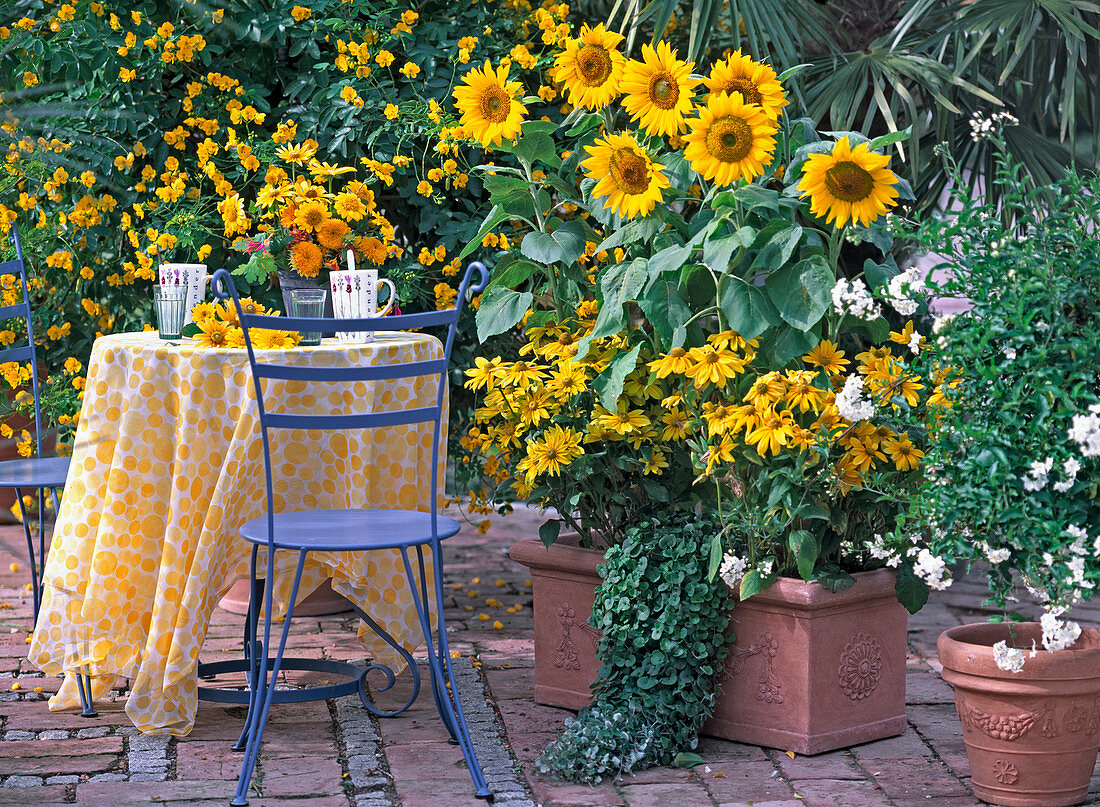 Cassia corymbosa (Gewürzrinde), Helianthus annuus (Sonnenblume)