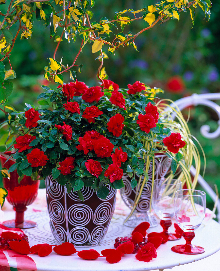 Impatiens walleriana 'Double Red' (Fleißiges Lieschen)