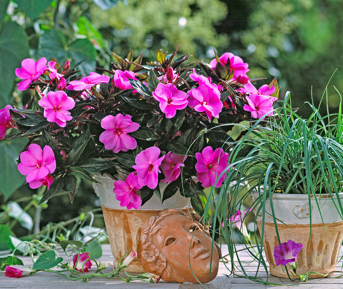 Impatiens Neu-Guinea 'Magnifico Violett'