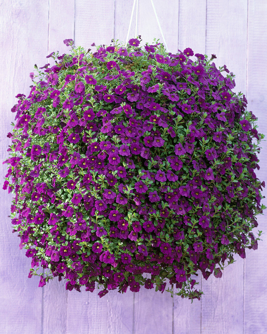 Calibrachoa 'Imperial Purple'