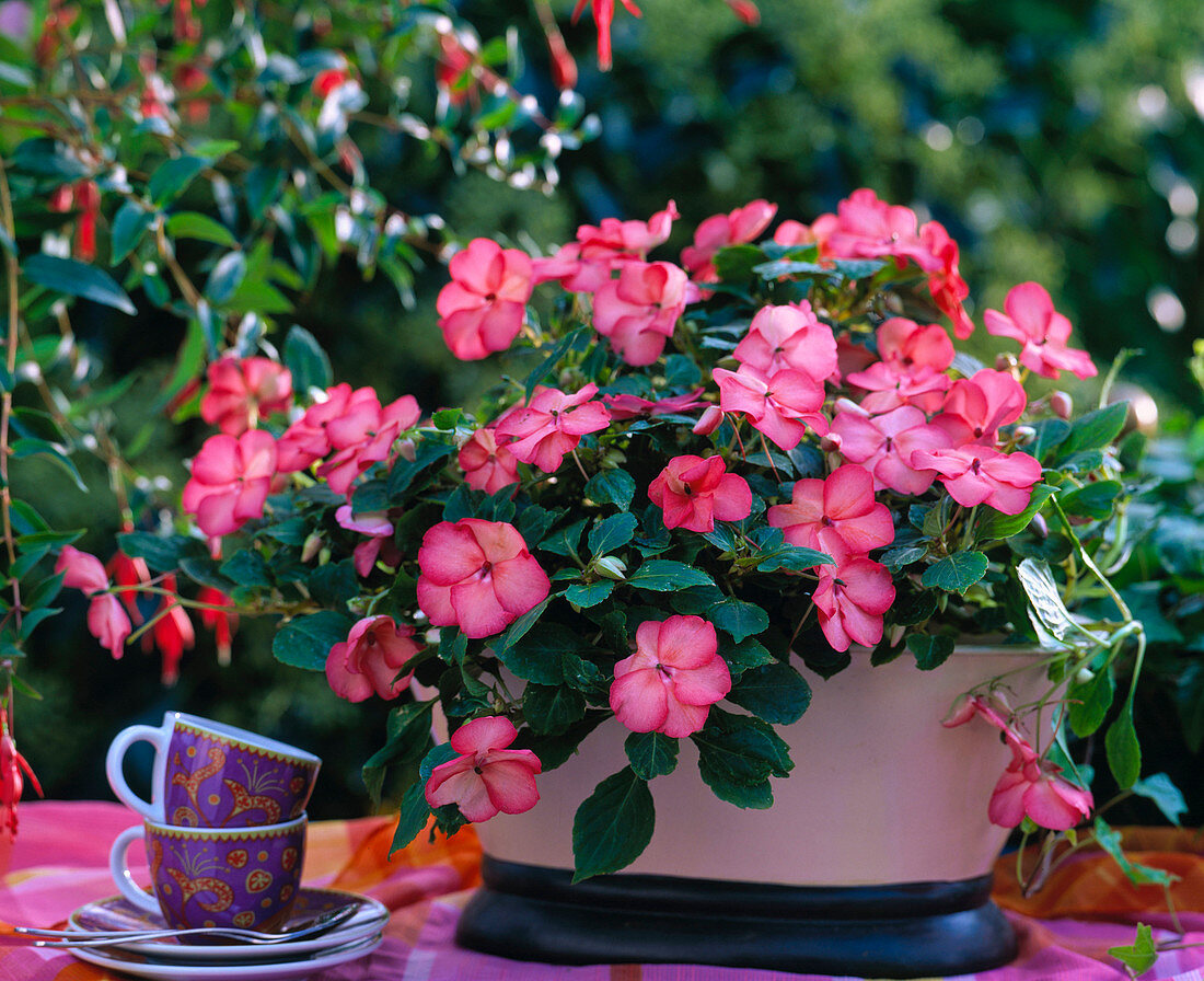 Impatiens walleriana 'Swirl Monet'