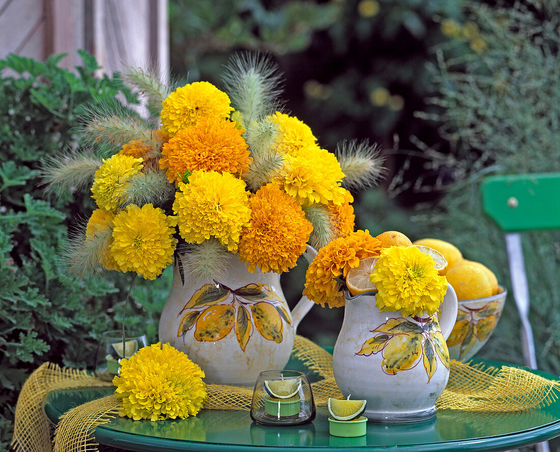 Tagetes erecta (high marigold), Pennisetum villosum