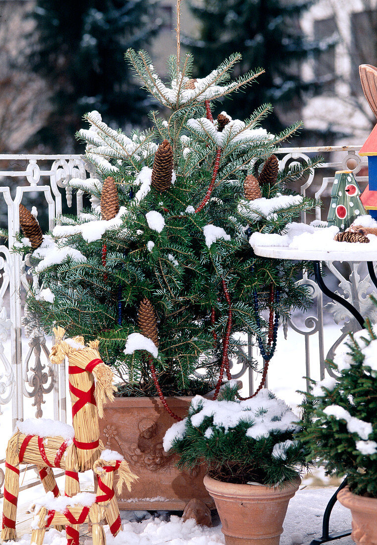 Abies koreana, Hedera helix, Cotoneaster