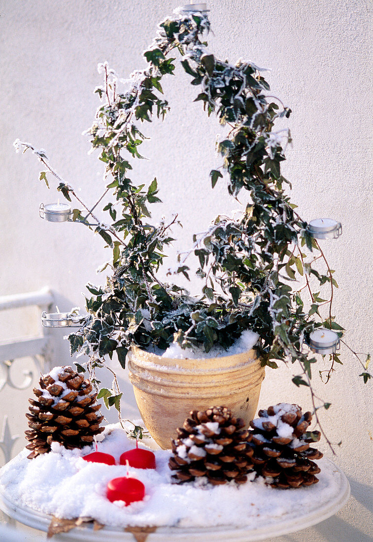 Hedera Helix (Efeu im Winter mit Kerzen)