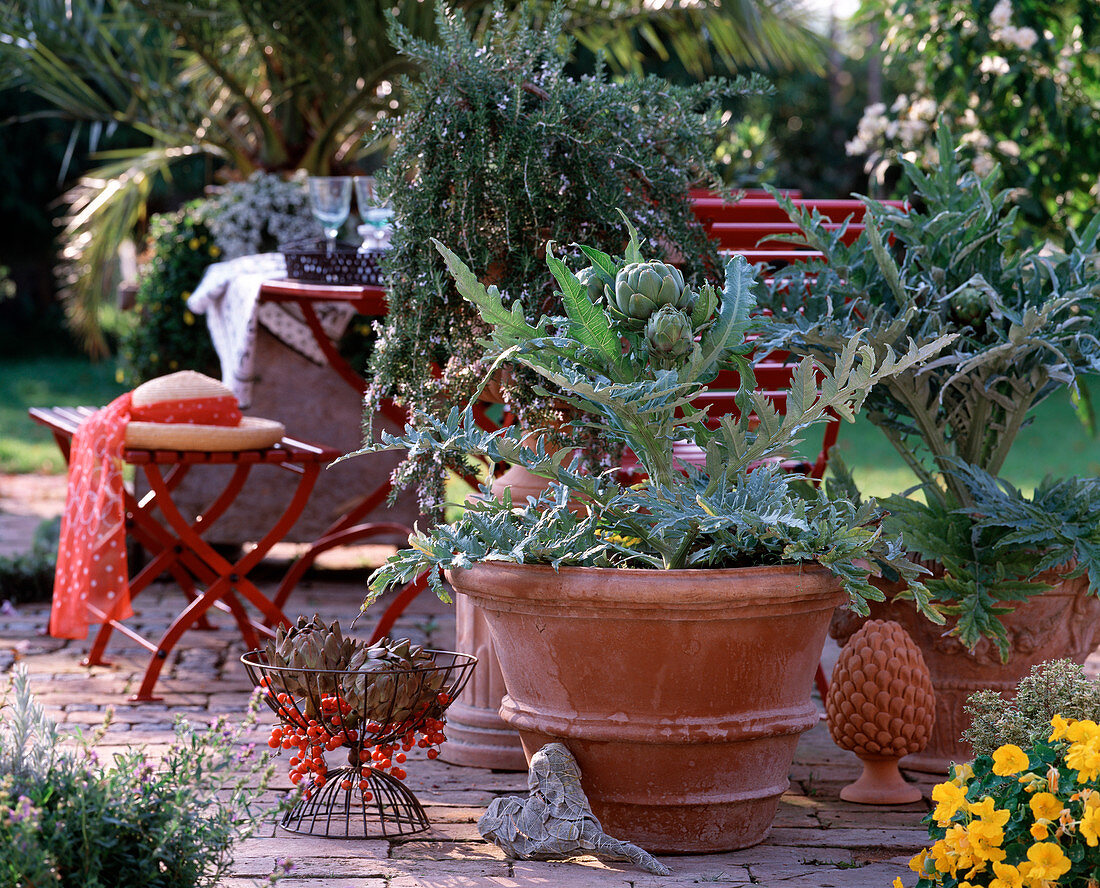 Cynara scolymus