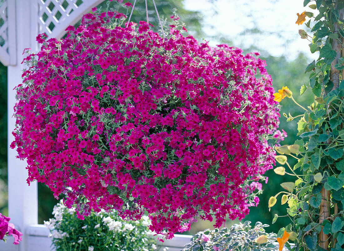 Phlox-Intensia 'Neon Pink'