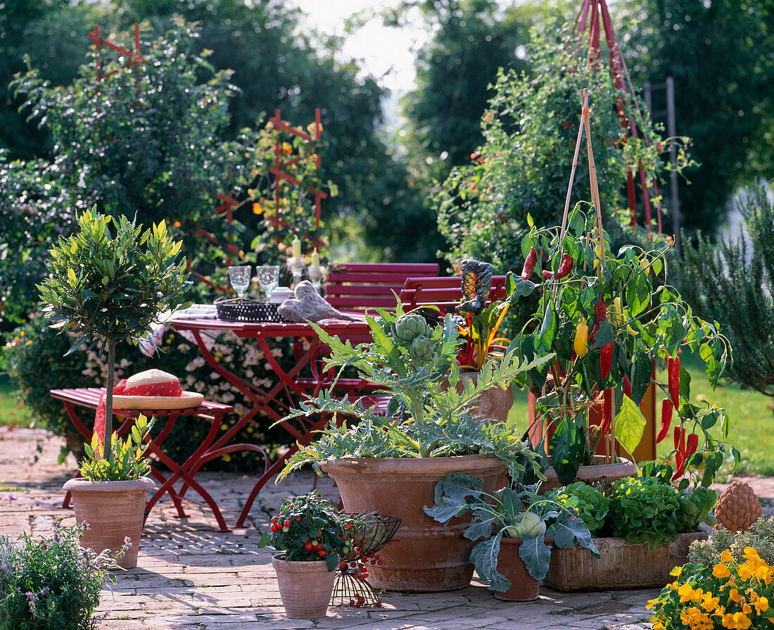 Terrasse mit Mangold, Rosmarin, Cynara (Artischocke)