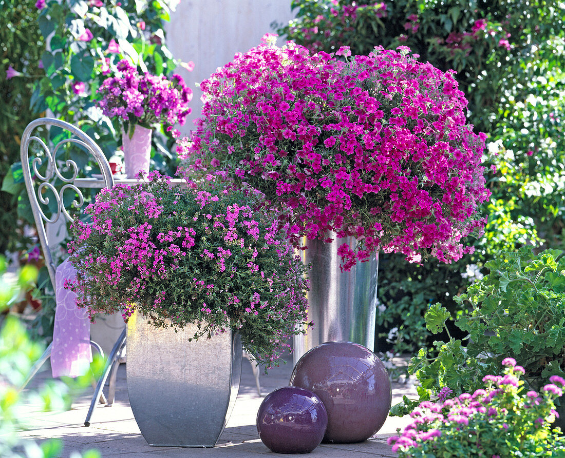 Verbena 'Superverbena' Pink ', Phlox Intensia' Lavender Glow'