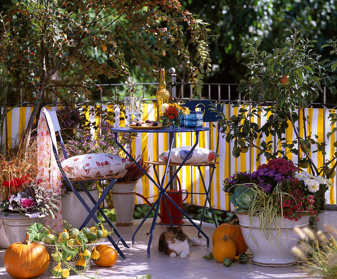 Autumn balcony: Cotoneaster (Rock Medlar), Chrysanthemum (Autumn Chrysanthemum)