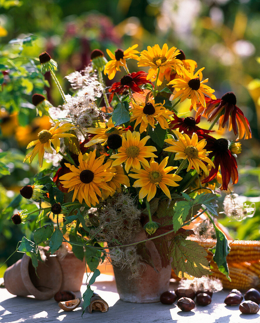 Herbststrauß: Rudbeckia 'Prärie Sun', 'Autumn Colors', Clematisranke mit Fruchtstände