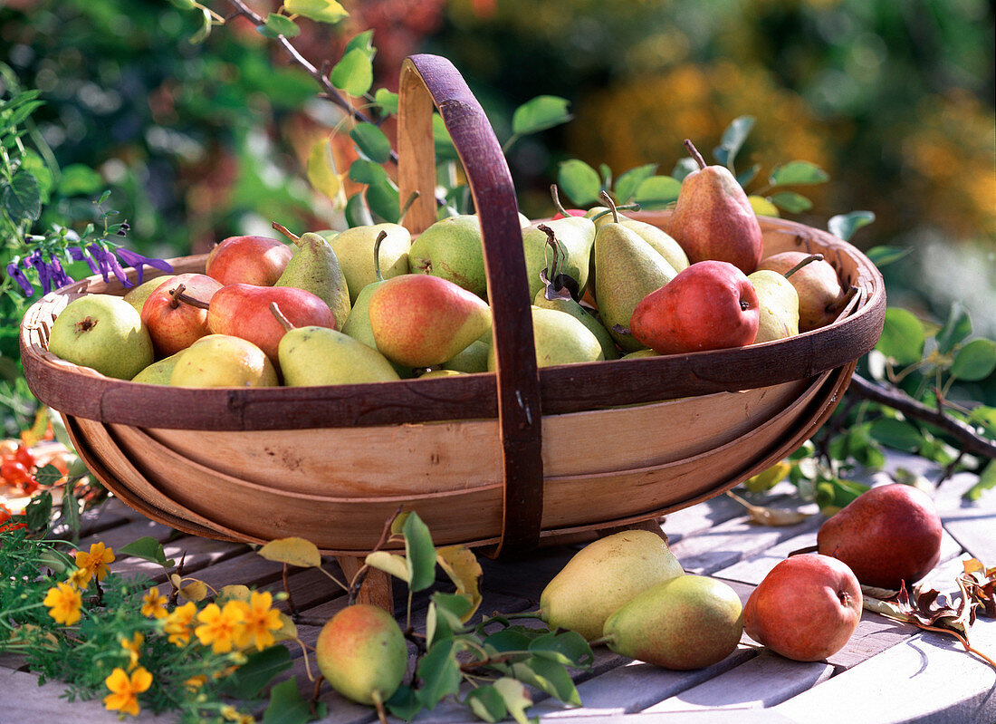 Basket with pears