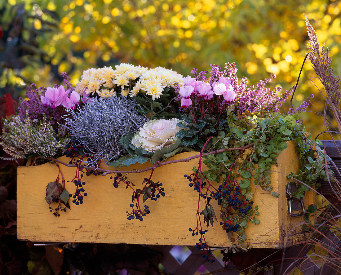 Autumn box : Chrysanthemum 'Yahou White', Calluna 'Alicia' (heather)