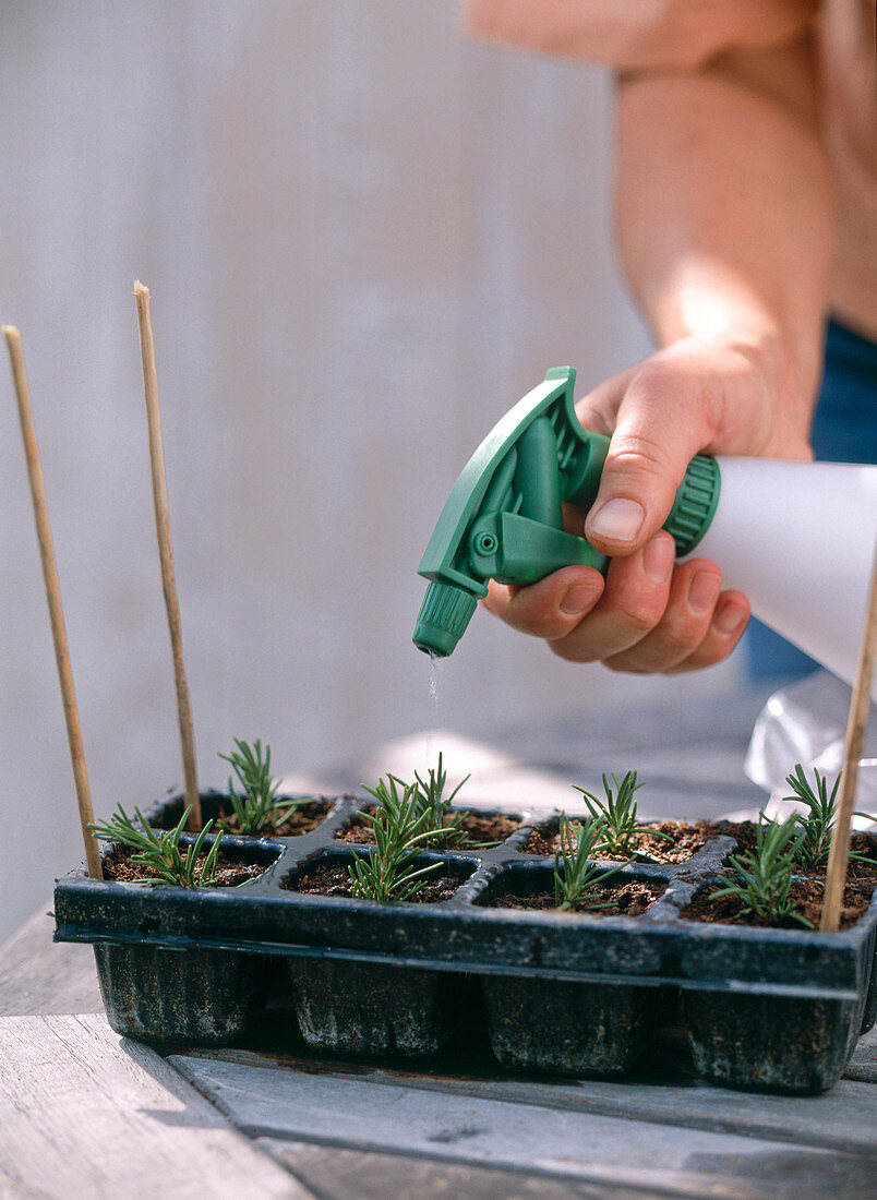 Rosemary cutting propagation