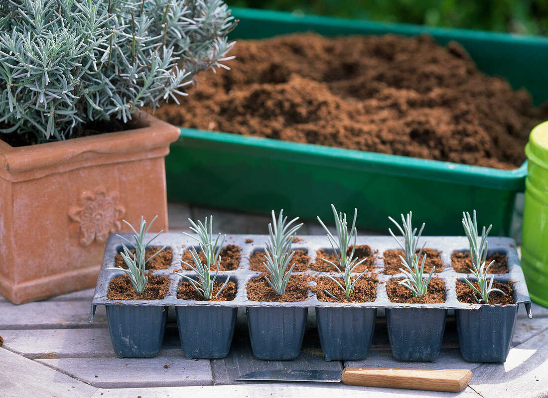 Lavandula (lavender) cuttings propagation