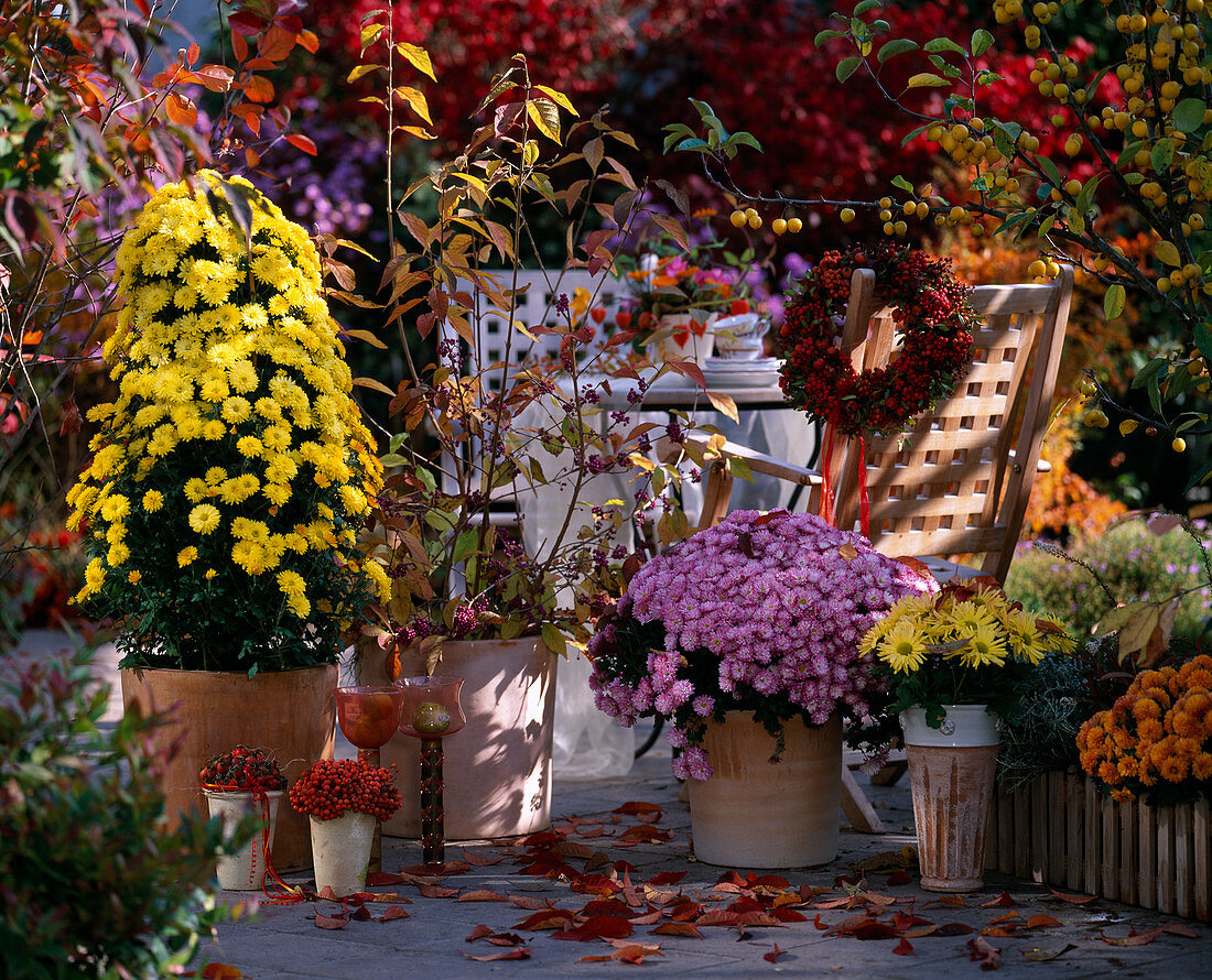 Chrysanthemum-Pyramide, Callicarpa (Liebesperlenstrauch), Chrysanthemum