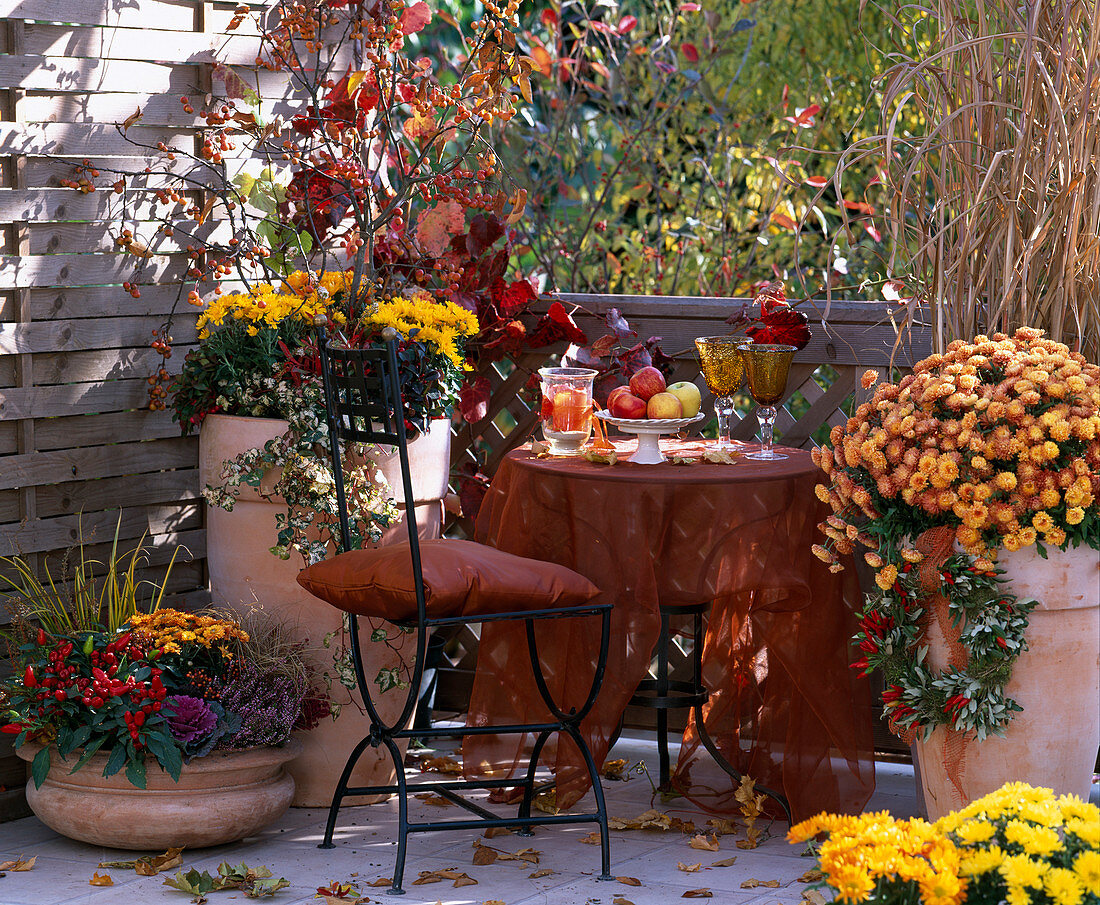 Chrysanthemum 'Dreamstar', 'Yahou', Malus (ornamental apple), Miscanthus (Chinese reed)