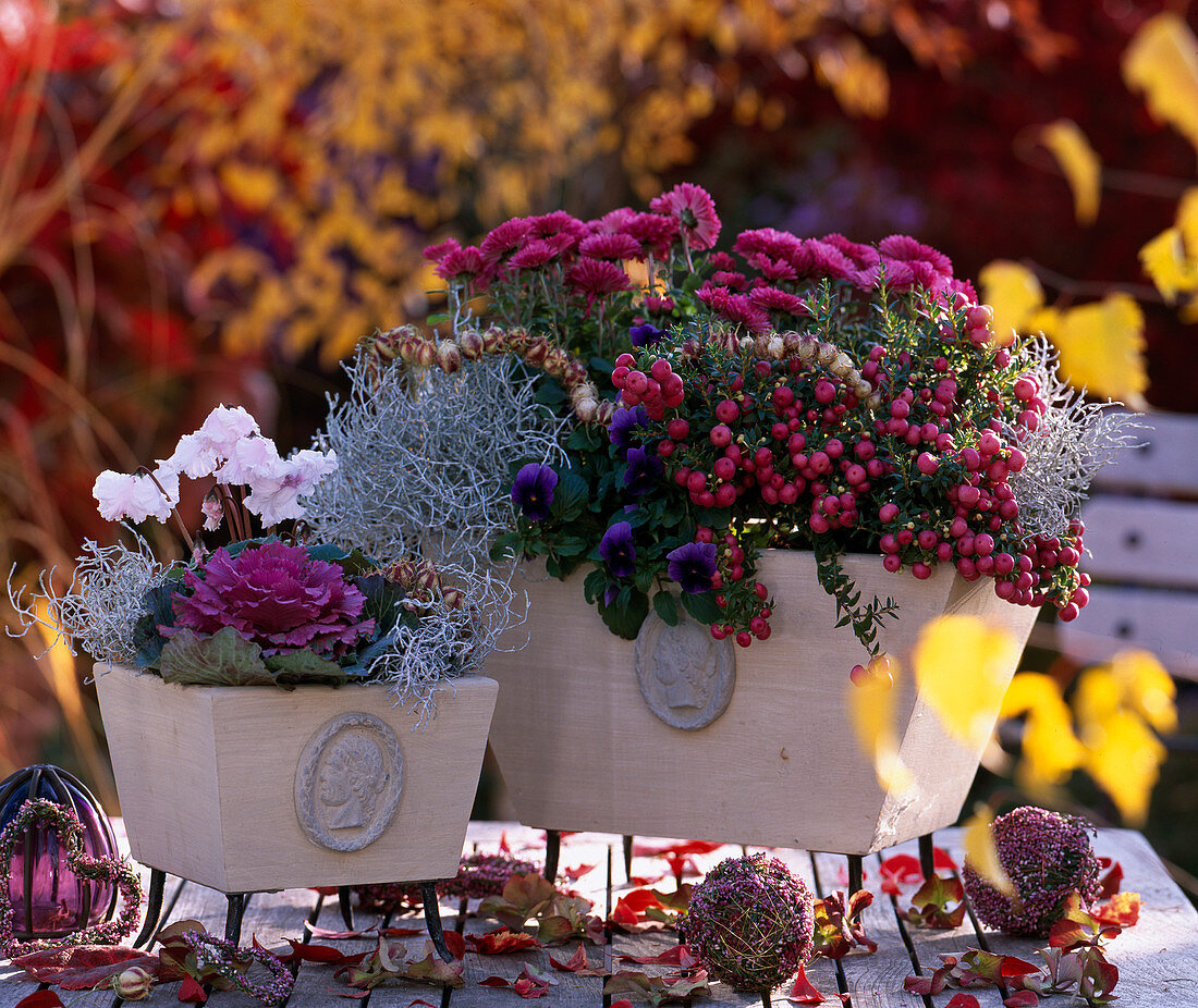 Brassica / Zierkohl, Calocephalus / Stacheldraht, Chrysanthemum, Pernettya / Torfmyrth