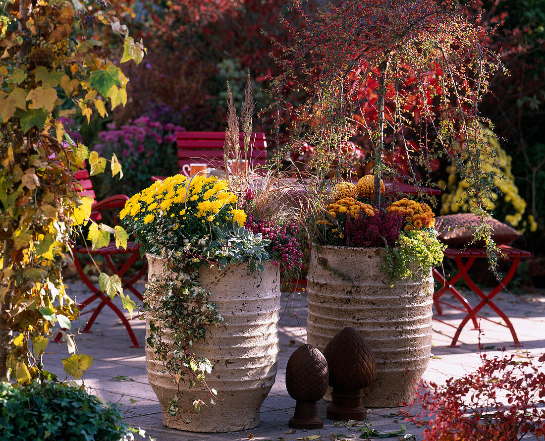 Chrysanthemum 'Dreamstar', 'Yahou' und 'Deko-Chrysantheme', Cotoneaster 'Coral Beauty'