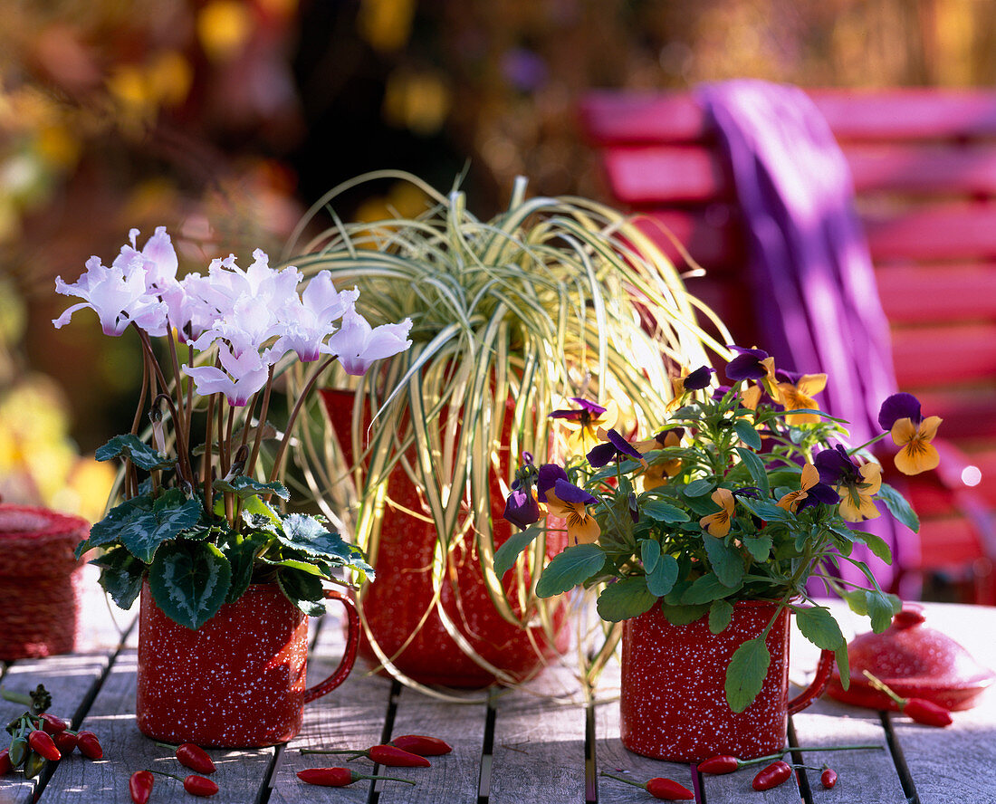 Cyclamen persicum (Alpenveilchen), Carex hachijoensis 'Evergold' (Buntsegge), Viola cornuta (Hornveilchen)