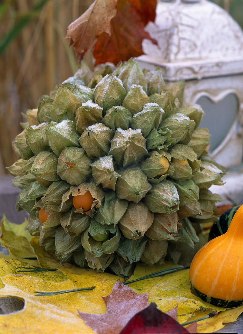Physalis (ball covered with Andean berries), Cucurbita (ornamental pumpkin)