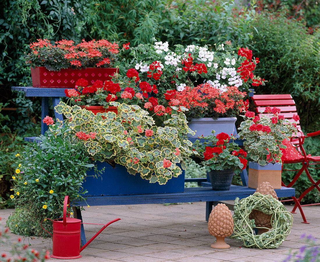 Pelargonium zonale 'Exotica Happy Orange', 'Tricolor', 'W'