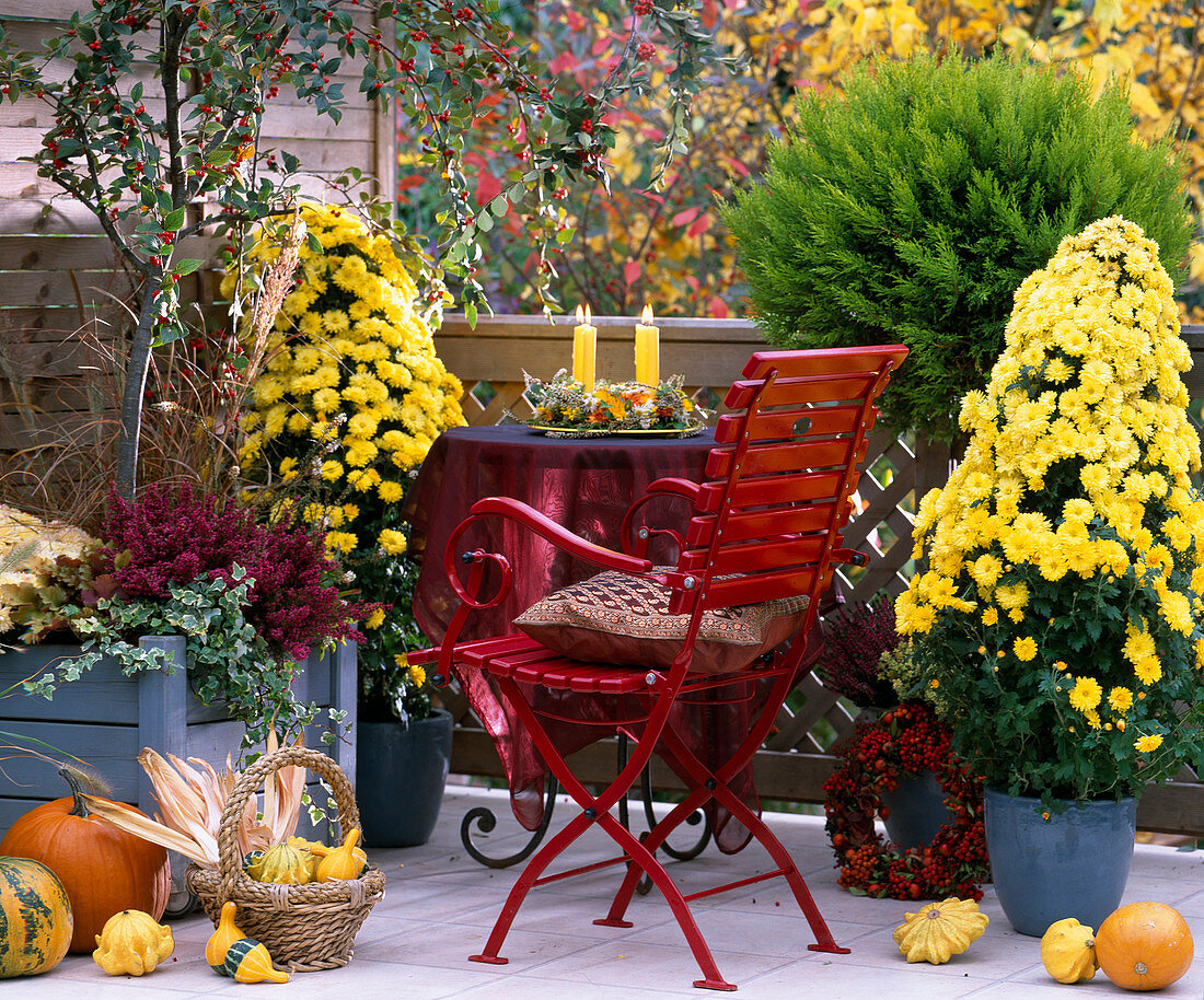 Chrysanthemum Pyramid 'Janice', Cypressus macrocarpa 'Goldcrest' (cypress)