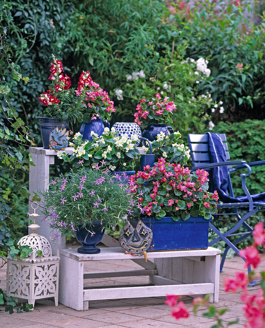 Etagere-Begonia semperflorens / Eisbegonie, Laurentia axillaris '