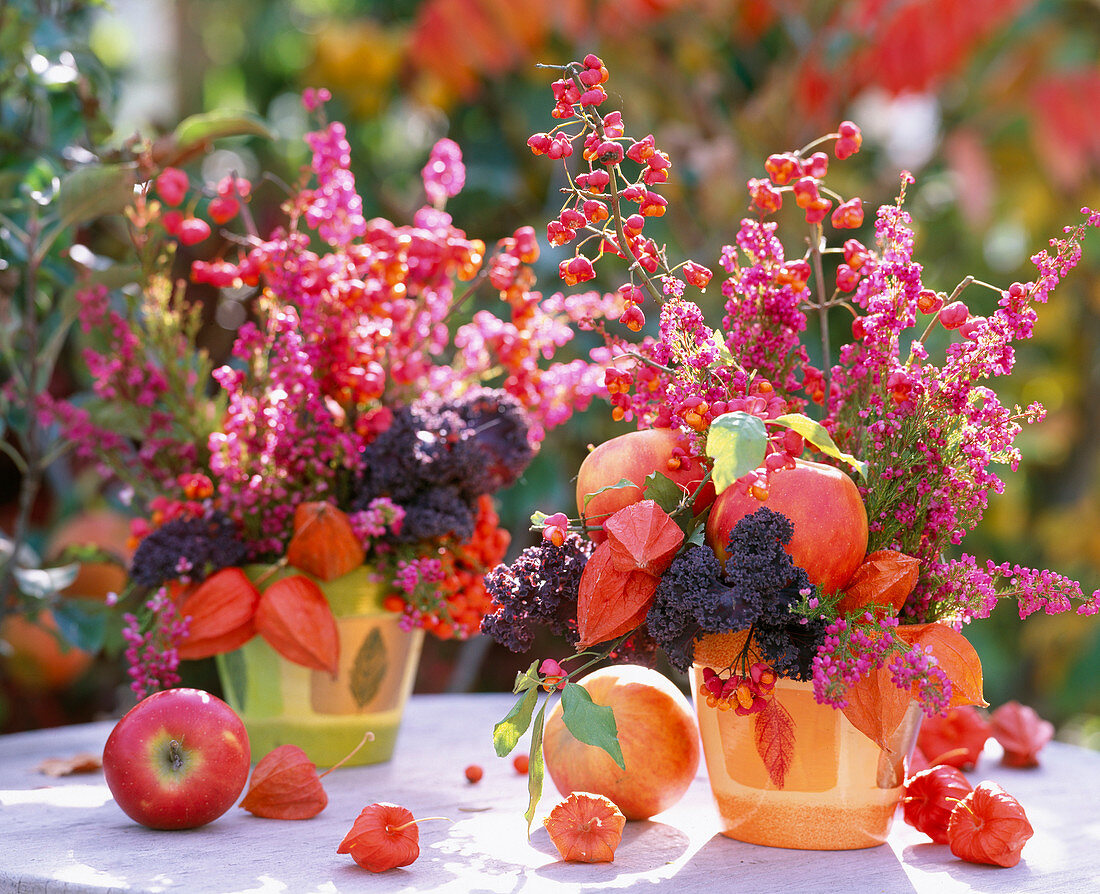 Malus /Äpfel, Euonymus / Pfaffenhütchen, Erica / Heide, Brassica / Zierkohl, Physalis