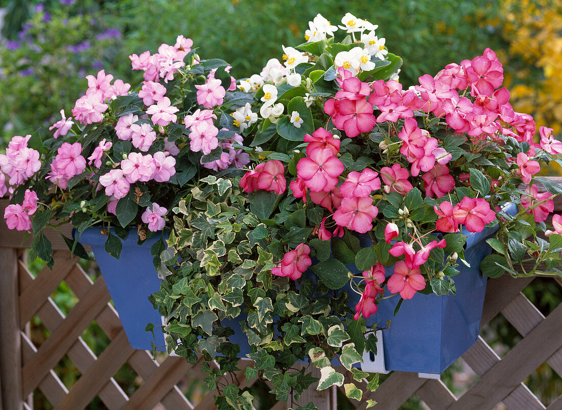 Blechkasten mit Impatiens walleriana rosa u. 'Swirl Monet Mix'