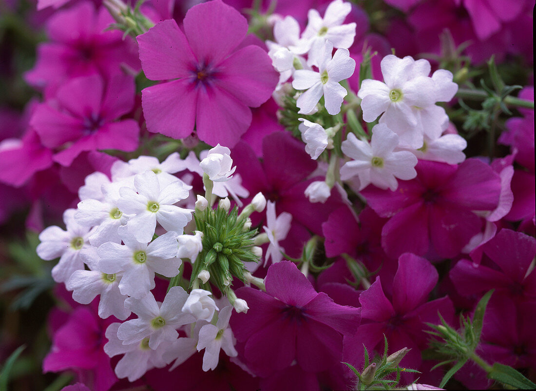 Phlox 'Intensia Neon Pink'