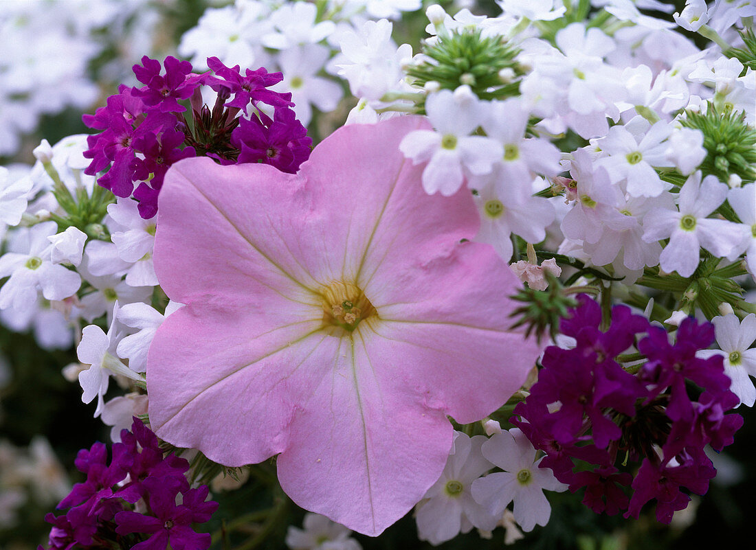 Petunia atkinsiana 'Shell Pink'